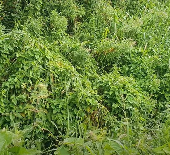 Bord na Móna to meet Roscommon farmers over rewetting concerns