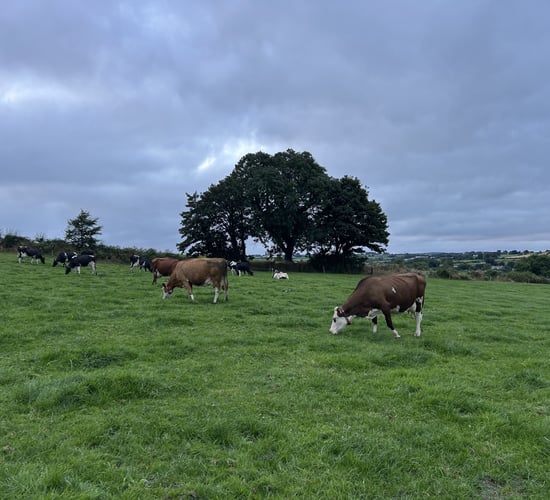 Three-way cross-breeding, robots &amp; using Waters of LIFE funding in Cork