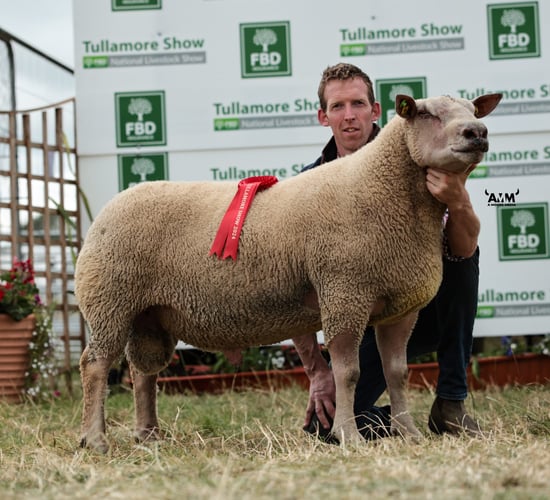 ICM to sponsor 3 sheep classes at Tullamore Show