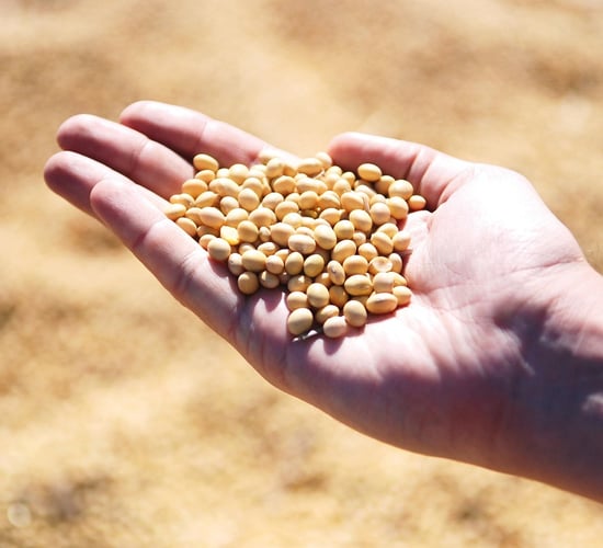 Commission authorises use of genetically modified soybean