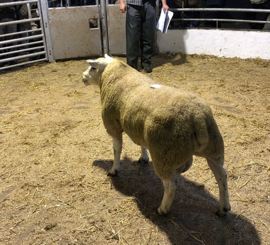 Interpreting the €uro-Star Indexes when buying a ram