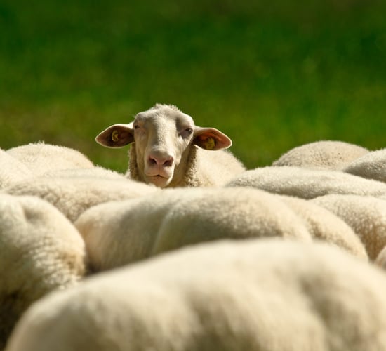 UK police appeal for information after sheep attacked with crossbow