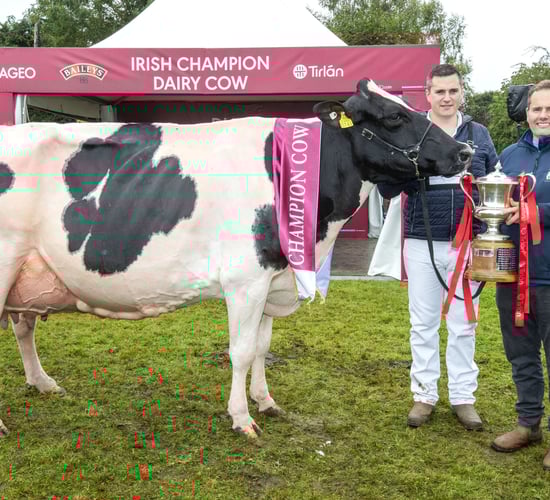 Heading to Cavan’s Big Day Out?