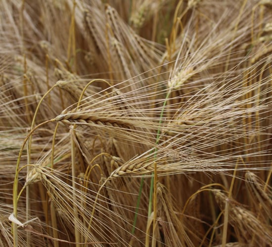 Winter barley harvest in closing stages across UK