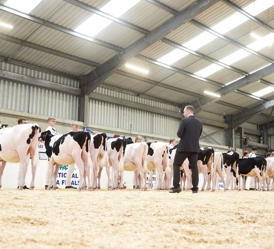 Carlow/Kilkenny handler takes IHFA YMA title at Cillin Hill Mart