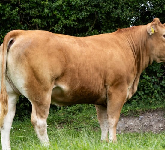 Top price of €13,200 at Keltic 'Classy Lassies' sale