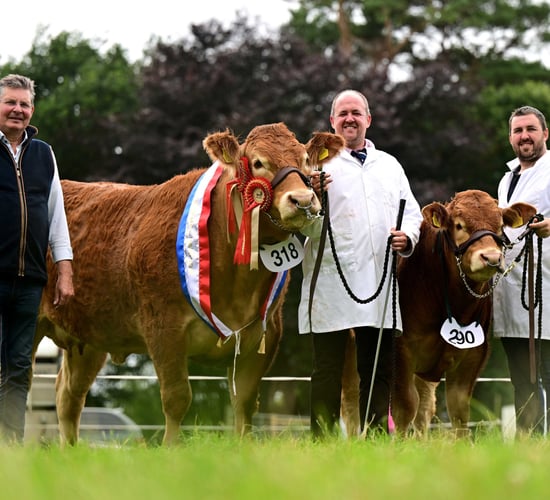 Results: NI Limousin Championships at Antrim Show
