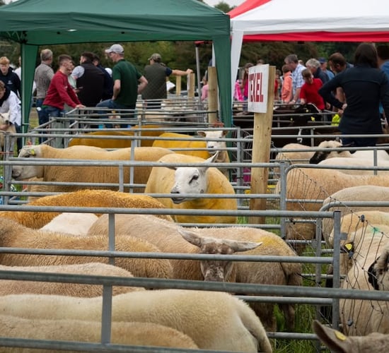 83rd Royal Meath Show taking moves to protect historic location