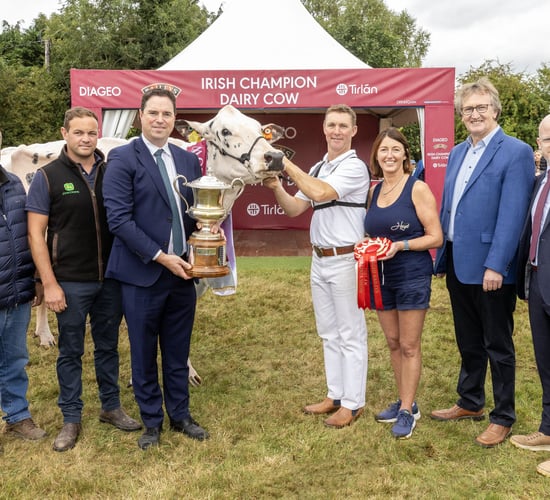 Annaghmore Fitz Atlee EX96 is the 2025 Baileys Champion Cow