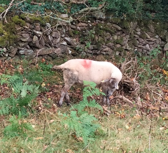 Farmer appeal after 15 sheep go missing in Co. Kilkenny
