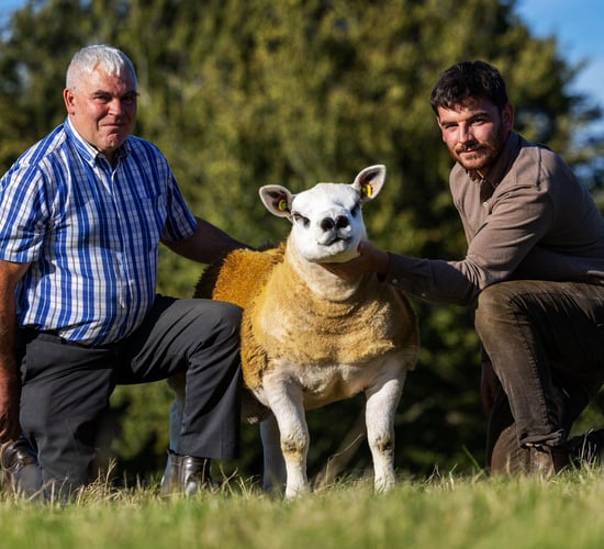 Texel ram makes €40,000 at sale in Blessington Mart