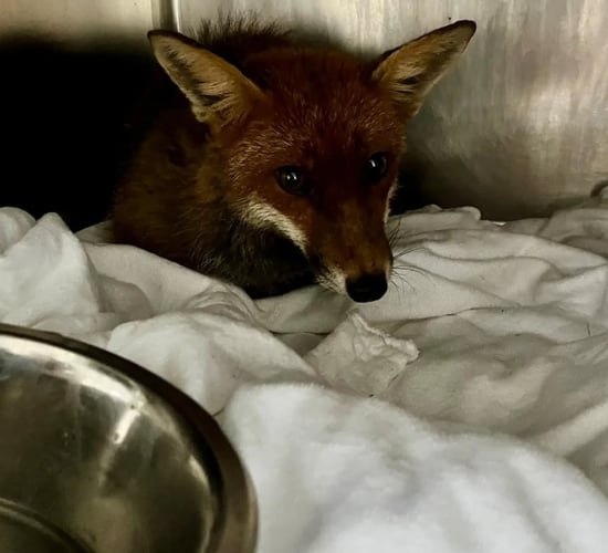 Three foxes rescued from slurry pit in Co. Cork