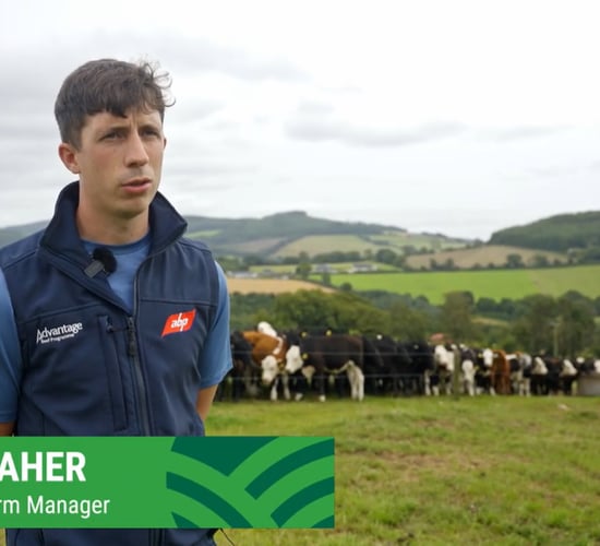 Watch: ABP Demo Farm manager talks all things dairy calf-to-beef
