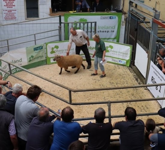 Over 650 rams on offer at Ireland's largest multi-breed sheep sale