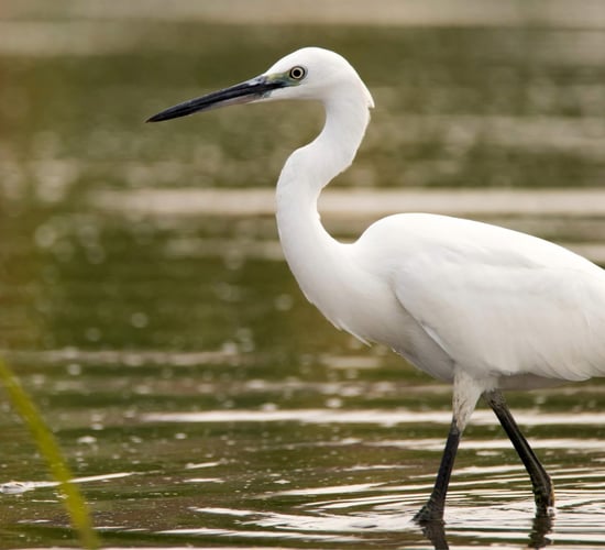 BirdWatch Ireland to host walk at East Coast Nature Reserve