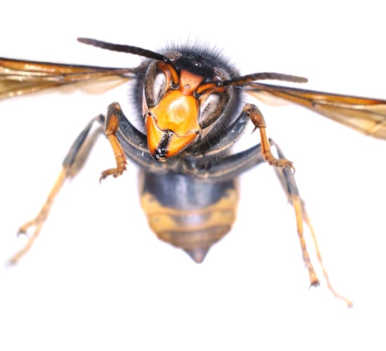 Government response underway after sighting of Asian hornet