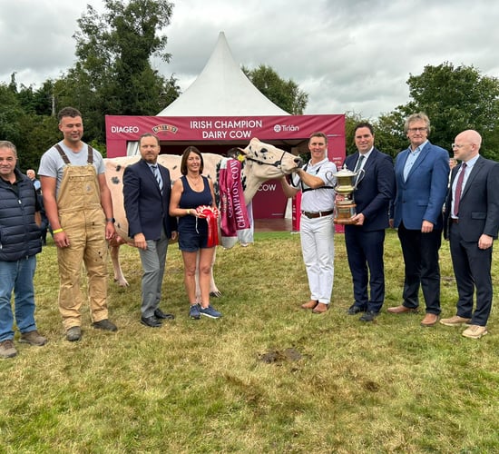 Annaghmore Fitz Atlee EX96 is the 2025 Baileys Champion Cow