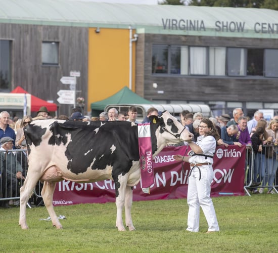 Dairy breeding elite set for Cavan as Baileys Champion Cow returns
