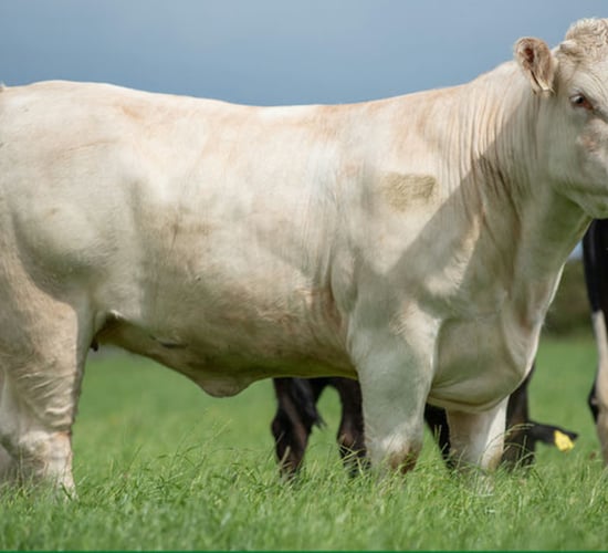 Top price of €7,300 in VetEmbryos timed auction
