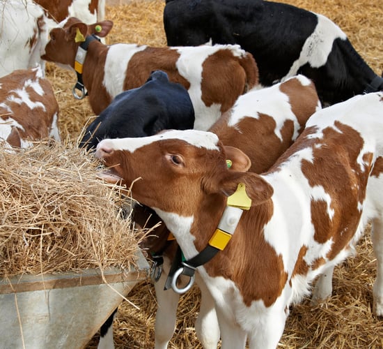 Agriland launches series on 'Feeding Success' with Volac Milk Replacers Ireland