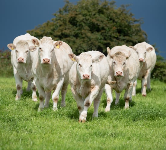 AJ's Herd Sale &amp; Open Day to showcase Charolais genetics in Roscommon