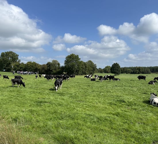 Drive for 600kg MS/cow through breeding &amp; grass in Co. Tipperary
