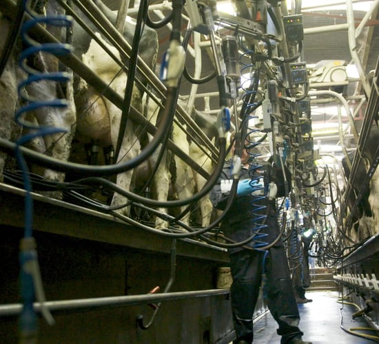 Accurate and stress-free pregnancy diagnosis in dairy cows