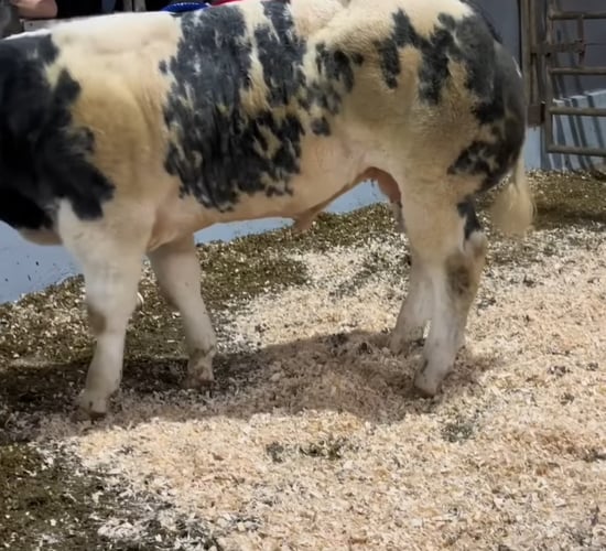 Weanling bull prices reach €10.49/kg at Gortatlea Mart