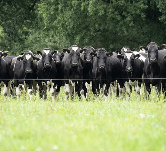 Visit an impressive calf-to-beef farm in action on Co. Kilkenny farm walk
