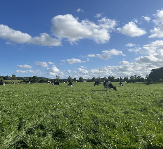 Milk Price Tracker: Prices mostly steady for June supplies