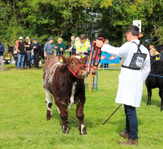 Iverk Show 'Beef Bull of the Future' entries close tomorrow