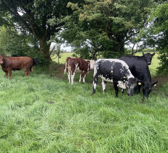 Factory quotes: Beef price firm as tight supply dictates trade