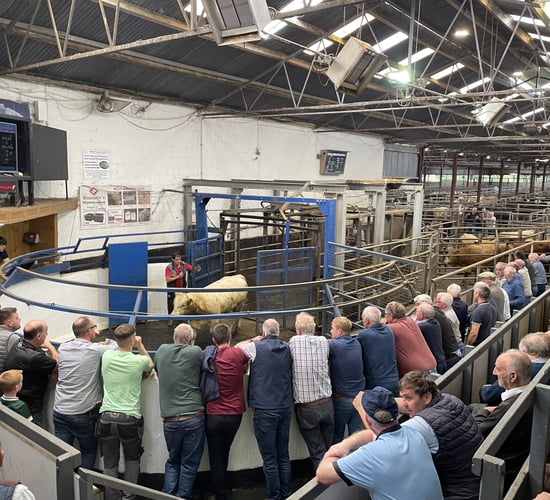 Mart report: Bulls hit over €2,000 with their weight at Carnaross