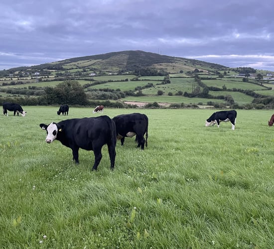 Factory quotes: Beef trade on firm footing into final week of August