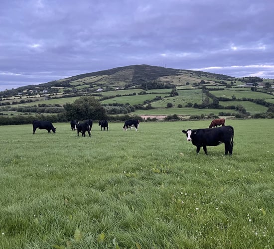 Factory quotes: Beef trade on steady footing this week