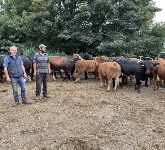 Carnew Mart to host sale of 'E' and 'U' grade-producing heifers