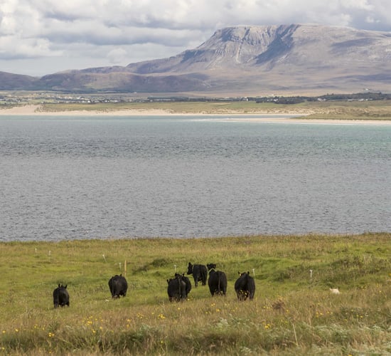 Cattle return to Inis Bó Finne for the first time in over 25 years