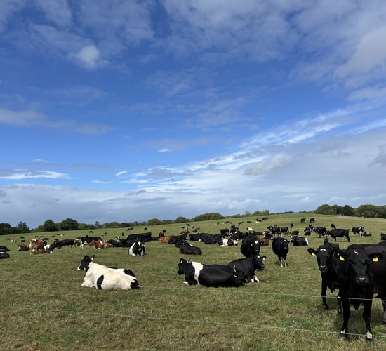 Dairy Focus: Investing in the farm for the next generation in Co. Tipperary