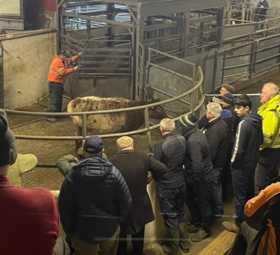 Suckler pairs reach €8,700 at Drumshanbo Mart