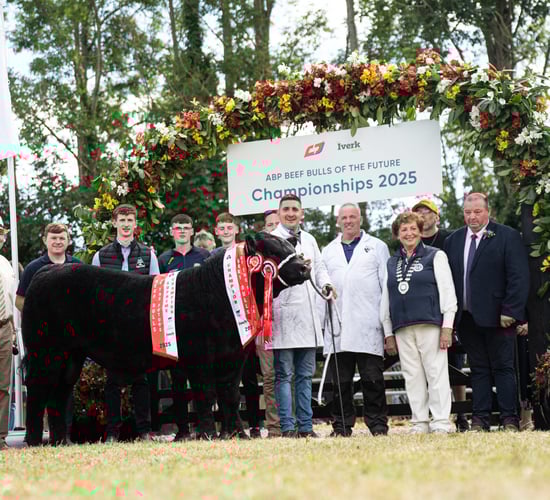 Gallery: ABP Beef Bull of the Future winners at Iverk Show