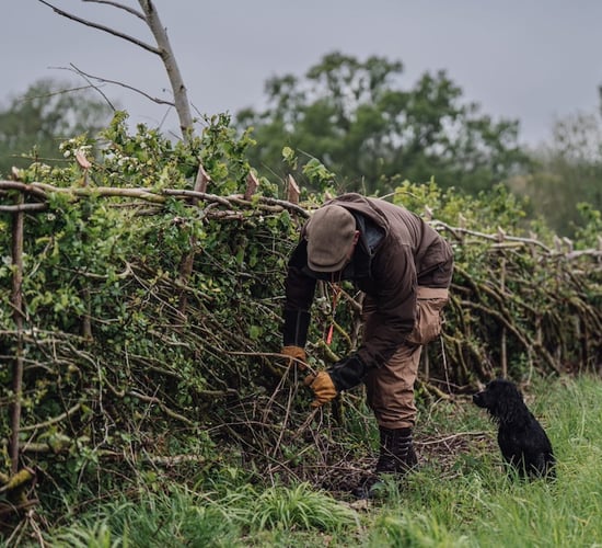 HedgeRow Fest 2025 to celebrate hedges as vital habitats