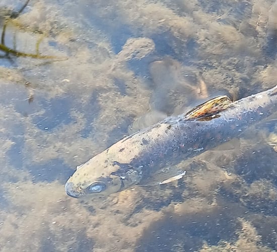 'No causal link' between milk processing and Blackwater fish kill