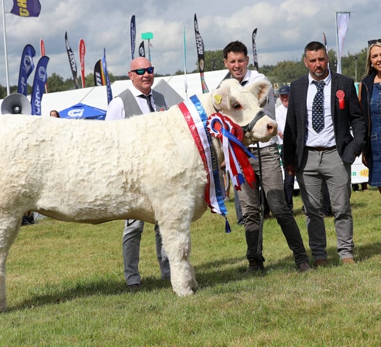 Results and winners from National Charolais Show