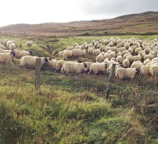 Results from trial finishing hill lambs on organic forage-based diets