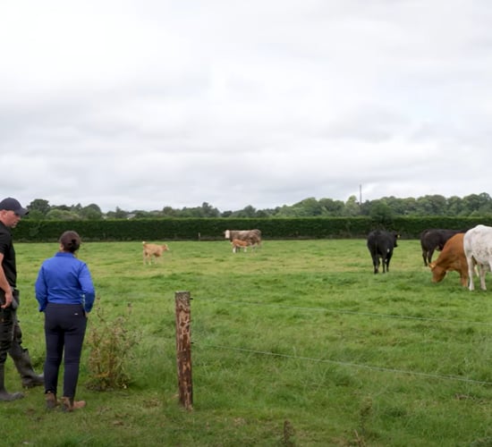 Beefing up animal health at Tateetra &amp; Rathmore Farms with injectable dosing