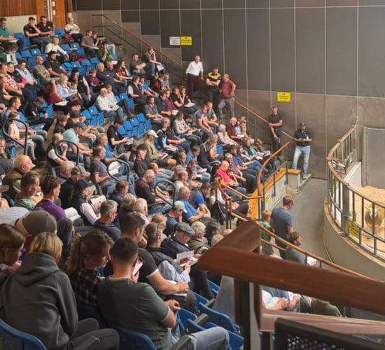 Average sale price of €913 at Sheep Ireland Multi-breed ram sale