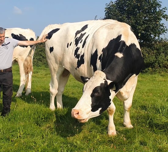 Video: Is this the biggest Holstein Friesian in Ireland?
