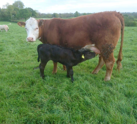 'Breeding heifer payment needed' to halt fall in cattle numbers - mart manager