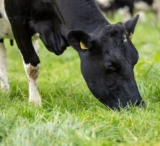 Building autumn grass covers to drive dairy performance