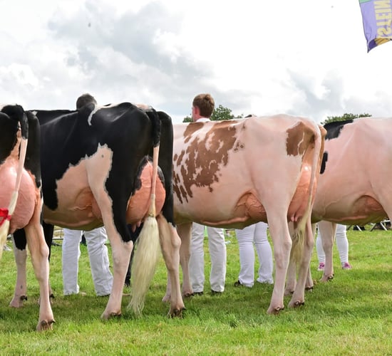 Who won the Senior Champion Cow competition at the Tullamore Show?